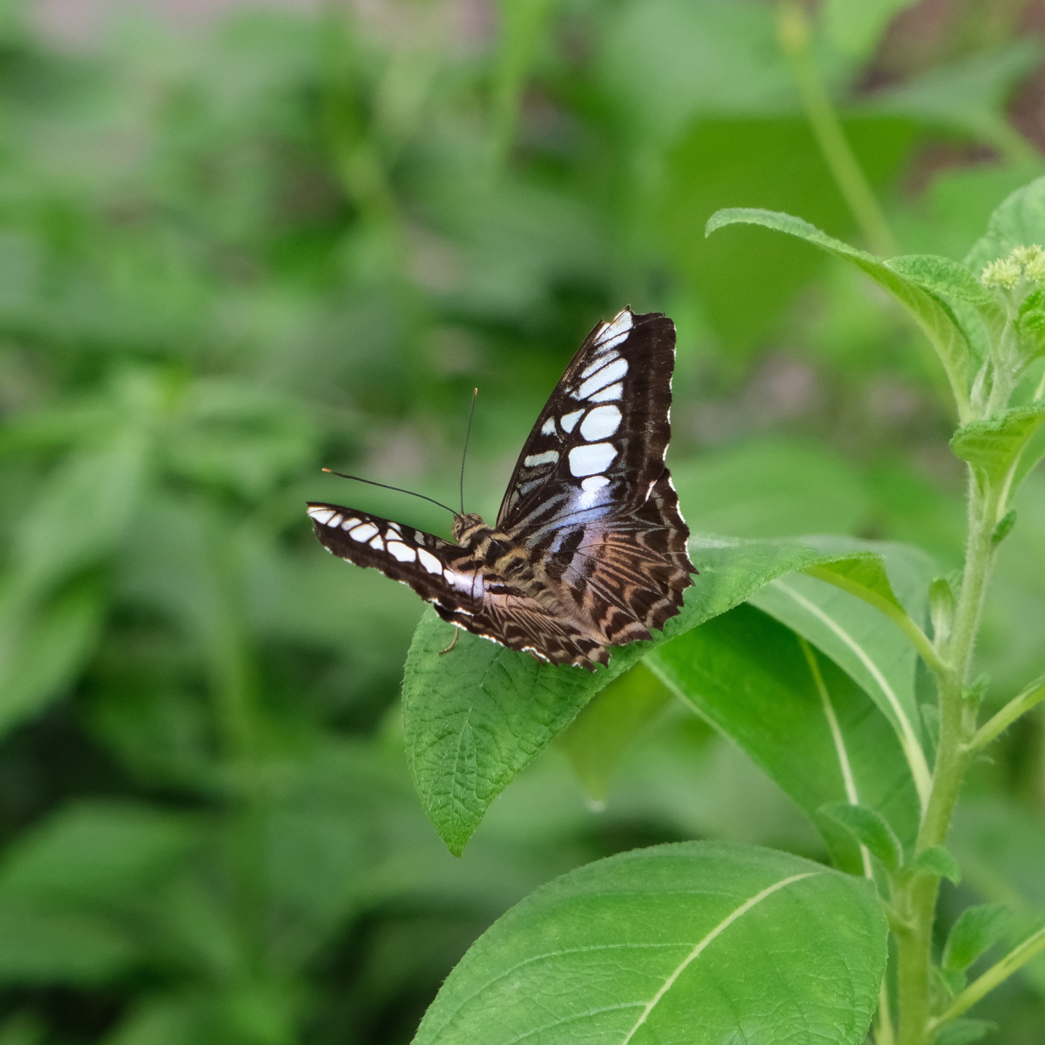 A picture of a butterfly.