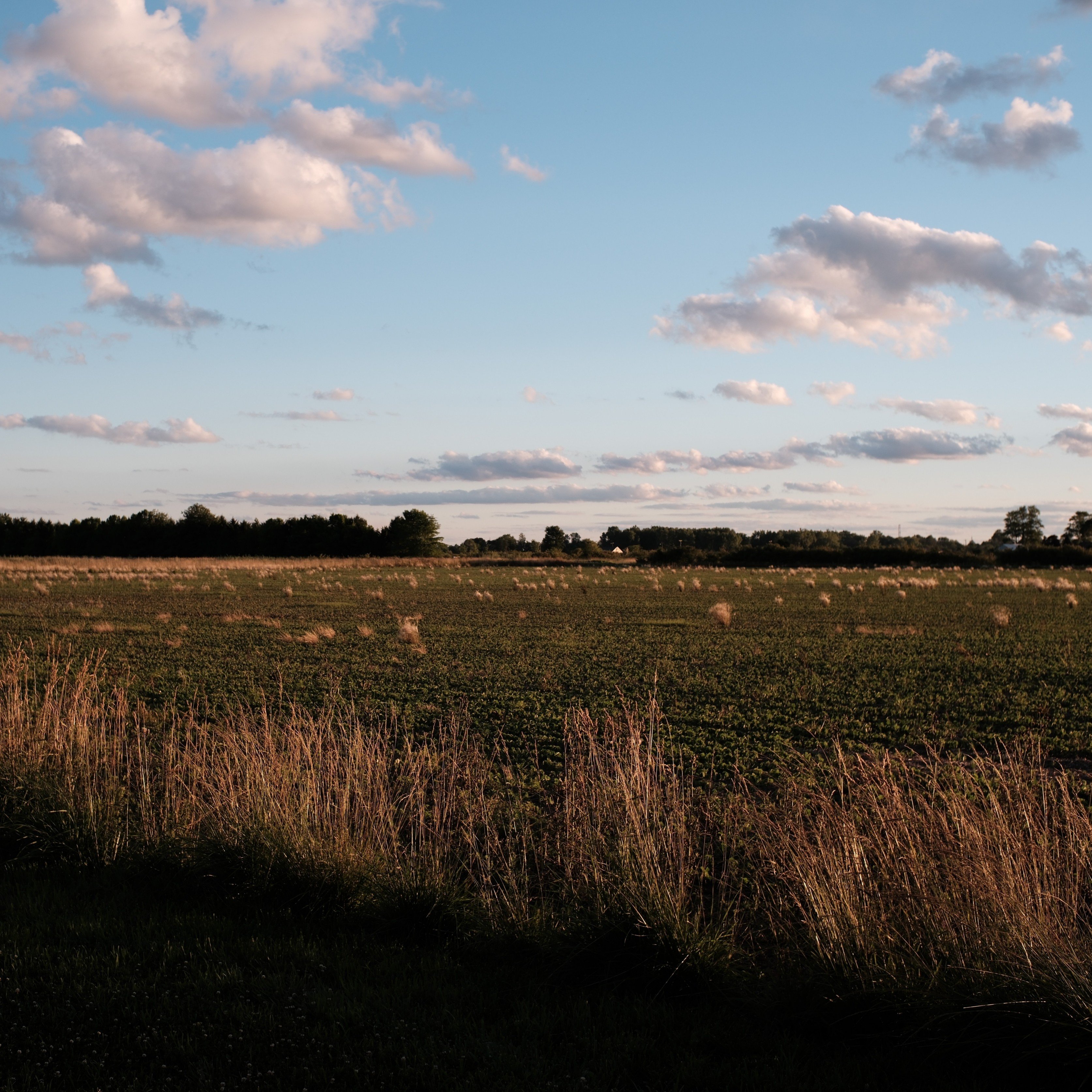 A picture of an open field.